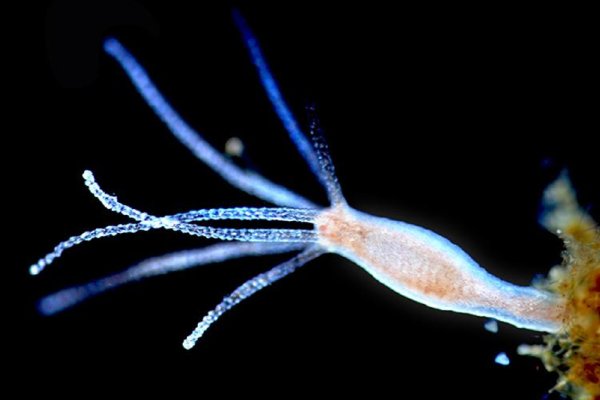 Kraken darknet зеркала